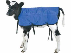 Calf Blanket